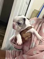 Piglet, a female French Bulldog for sale in Baltimore, MD – 4 of 4