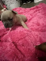 Bear, a male French Bulldog for sale in Baltimore, MD – 3 of 3
