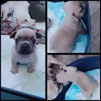 Bear, a male French Bulldog for sale in Baltimore, MD – 2 of 3