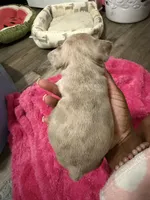 Riah , a female French Bulldog for sale in Baltimore, MD – 3 of 3