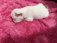 Face, a female French Bulldog for sale in Baltimore, MD – 4 of 5