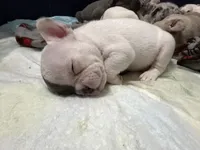 Face, a female French Bulldog for sale in Baltimore, MD – 3 of 5