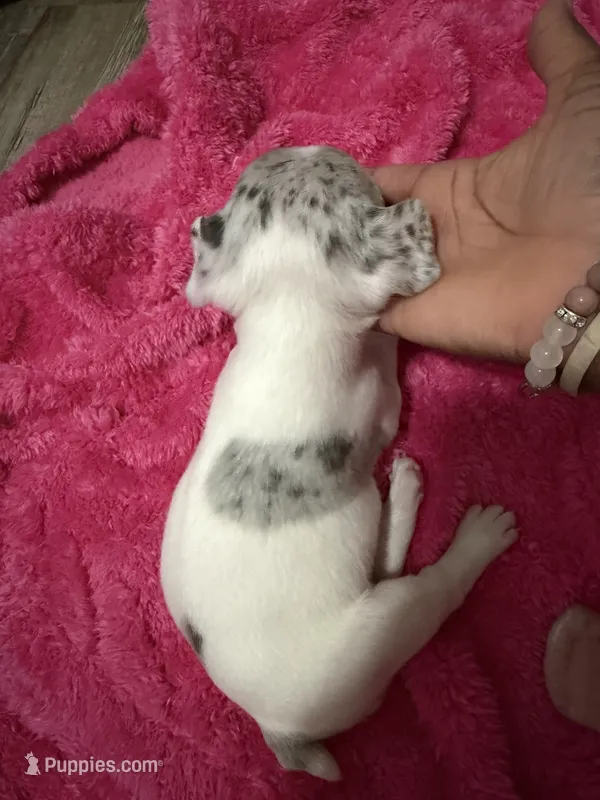 Zoey – French Bulldog puppy for sale in Baltimore, MD
