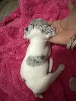Zoey, a female French Bulldog for sale in Baltimore, MD – 1 of 2
