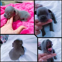 Blake, a male French Bulldog for sale in Baltimore, MD – 2 of 3