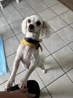 Auggie , a male Poodle - Miniature  for sale in Richmond, KY – 3 of 6