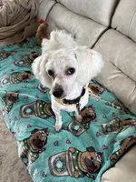 Auggie , a male Poodle - Miniature  for sale in Richmond, KY – 5 of 6