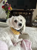 Auggie , a male Poodle - Miniature  for sale in Richmond, KY – 2 of 6