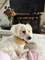 Auggie , a male Poodle - Miniature  for sale in Richmond, KY – 4 of 6