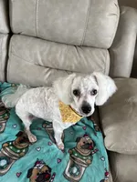 Auggie , a male Poodle - Miniature  for sale in Richmond, KY – 6 of 6