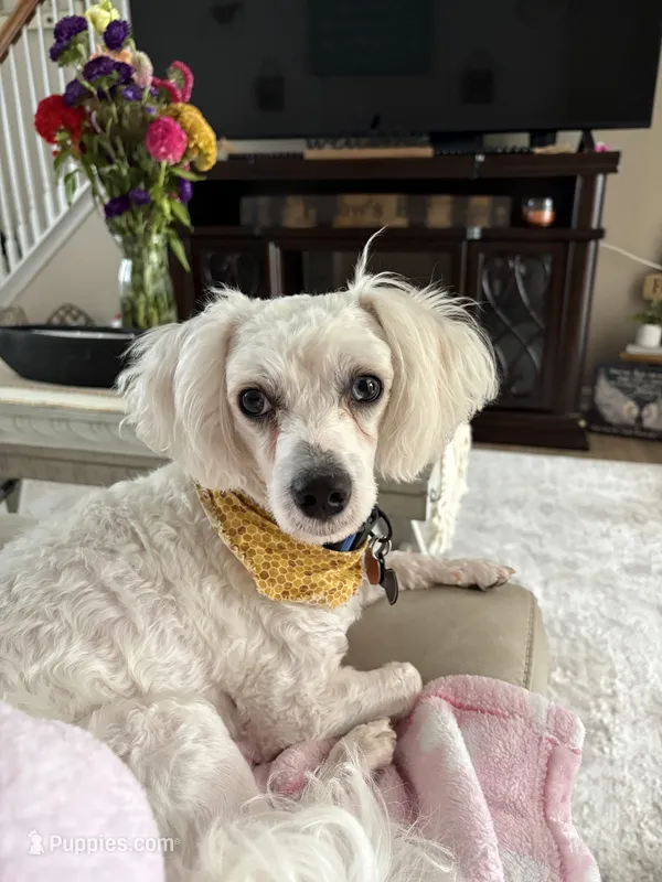 Auggie  – Poodle - Miniature  puppy for sale in Richmond, KY