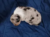 Teddy, a male Australian Shepherd for sale in Lakebay, WA – Photo 2 of 2