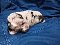 Teddy, a male Australian Shepherd for sale in Lakebay, WA – Photo 1 of 2