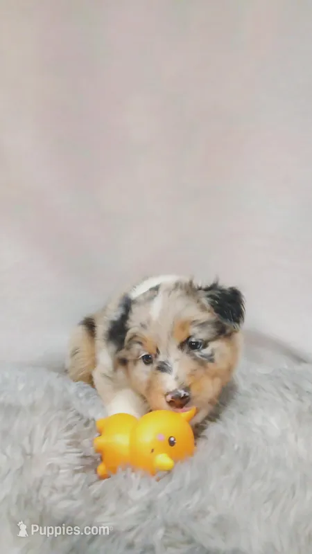 Teddy – Australian Shepherd puppy for sale in Lakebay, WA