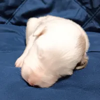 Snowball, a male Australian Shepherd for sale in Lakebay, WA – Photo 5 of 6