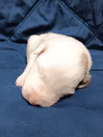 Snowball, a male Australian Shepherd for sale in Lakebay, WA – Photo 1 of 2