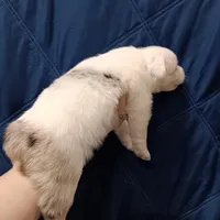 Snowball, a male Australian Shepherd for sale in Lakebay, WA – Photo 4 of 6