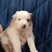 Snowball, a male Australian Shepherd for sale in Lakebay, WA – Photo 3 of 6