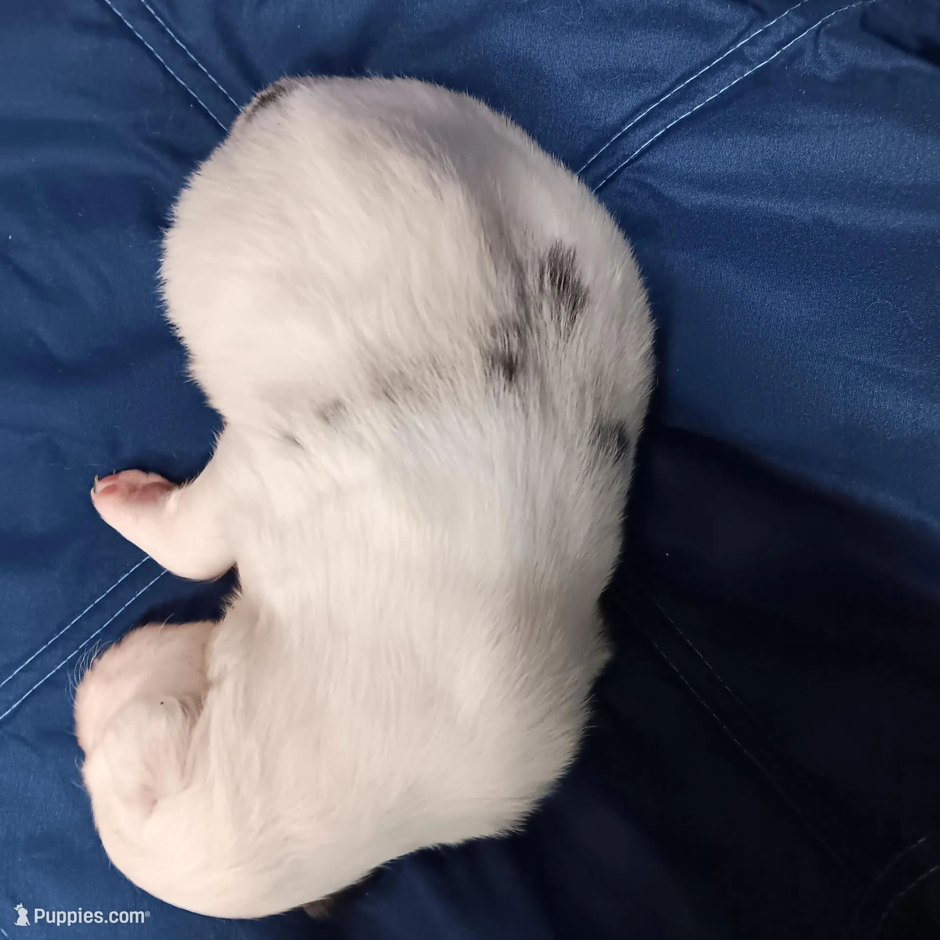 Snowball, a male Australian Shepherd for sale in Lakebay, WA – Photo 2 of 2