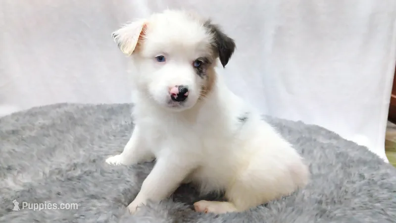Snowball – Australian Shepherd puppy for sale in Lakebay, WA