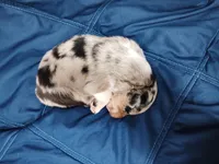 Peanut, a female Australian Shepherd for sale in Lakebay, WA – Photo 1 of 2