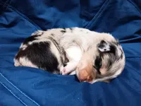 Peanut, a female Australian Shepherd for sale in Lakebay, WA – Photo 2 of 2