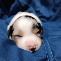 Scoot, a female Australian Shepherd for sale in Lakebay, WA – Photo 3 of 4