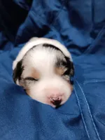 Scoot, a female Australian Shepherd for sale in Lakebay, WA – Photo 1 of 2