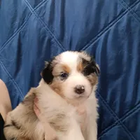 Scoot, a female Australian Shepherd for sale in Lakebay, WA – Photo 1 of 4