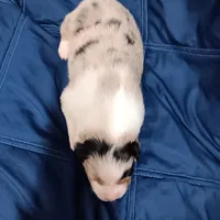 Scoot, a female Australian Shepherd for sale in Lakebay, WA – Photo 4 of 4