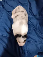 Scoot, a female Australian Shepherd for sale in Lakebay, WA – Photo 2 of 2