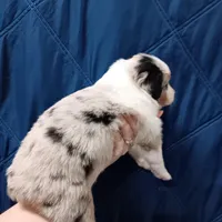 Scoot, a female Australian Shepherd for sale in Lakebay, WA – Photo 2 of 4