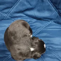 Midnight, a male Australian Shepherd for sale in Lakebay, WA – Photo 6 of 6