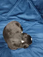 Midnight, a male Australian Shepherd for sale in Lakebay, WA – Photo 2 of 2