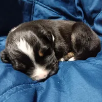 Midnight, a male Australian Shepherd for sale in Lakebay, WA – Photo 5 of 6