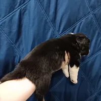 Midnight, a male Australian Shepherd for sale in Lakebay, WA – Photo 4 of 6