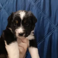Midnight, a male Australian Shepherd for sale in Lakebay, WA – Photo 3 of 6