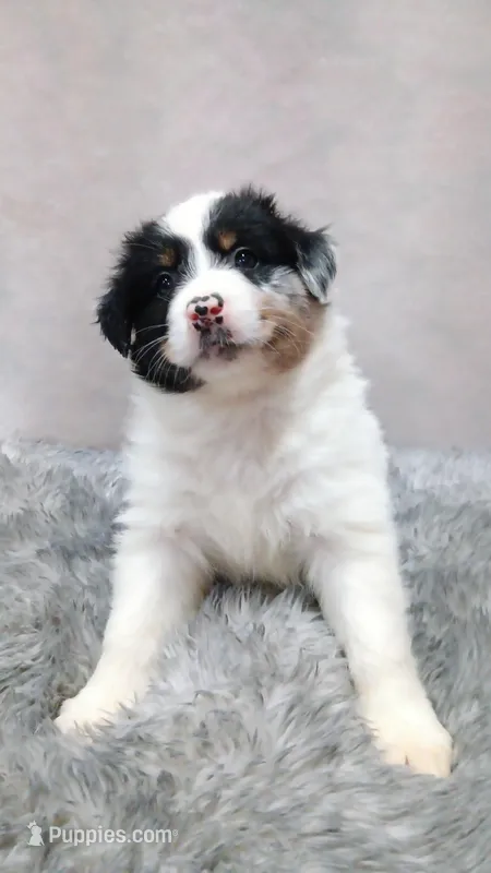 Moo – Australian Shepherd puppy for sale in Lakebay, WA