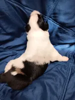 Moo, a male Australian Shepherd for sale in Lakebay, WA – Photo 2 of 2