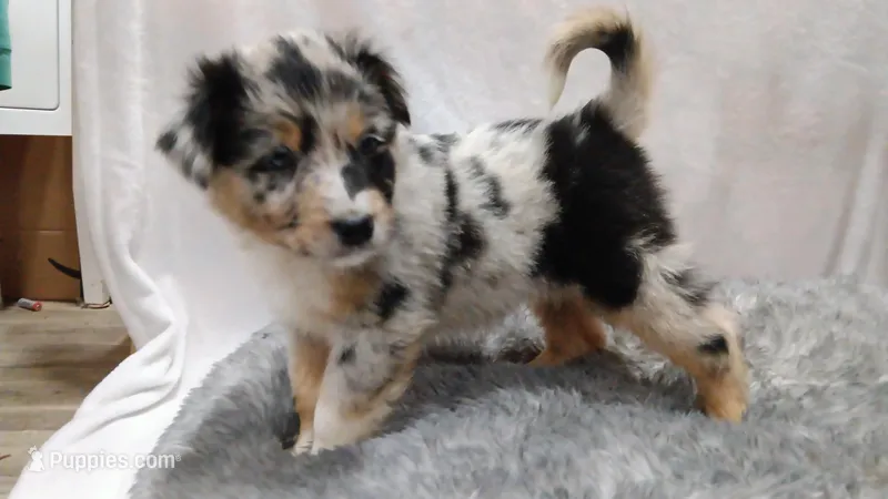 Rocky – Australian Shepherd puppy for sale in Lakebay, WA