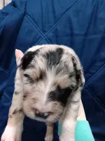 Rocky, a male Australian Shepherd for sale in Lakebay, WA – Photo 1 of 2