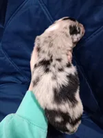 Rocky, a male Australian Shepherd for sale in Lakebay, WA – Photo 2 of 2