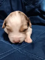 Rosie, a female Australian Shepherd for sale in Lakebay, WA – Photo 1 of 2