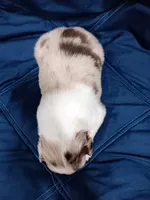 Rosie, a female Australian Shepherd for sale in Lakebay, WA – Photo 2 of 2