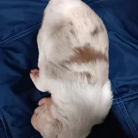 Honey, a female Australian Shepherd for sale in Lakebay, WA – Photo 6 of 6