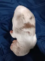 Honeybun, a female Australian Shepherd for sale in Lakebay, WA – Photo 2 of 2