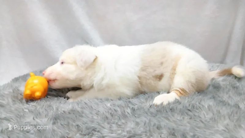 Honey – Australian Shepherd puppy for sale in Lakebay, WA