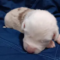 Honey, a female Australian Shepherd for sale in Lakebay, WA – Photo 5 of 6