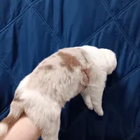 Honey, a female Australian Shepherd for sale in Lakebay, WA – Photo 4 of 6