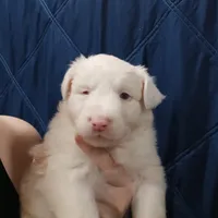 Honey, a female Australian Shepherd for sale in Lakebay, WA – Photo 3 of 6